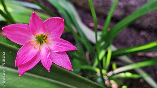 Zephyranthes carinata a beautiful pink flower.
