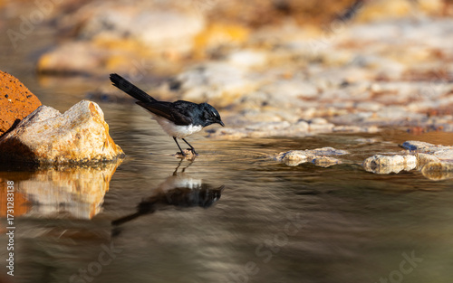 willie wagtail (Rhipidura leucophrys) with reflection hunting insects in the Murchison Region of Western Australia