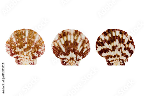 three seashells with different color shades and patterns for decoration