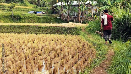 Graceful ducks waddling through golden rice paddies after harvest season, showing movement and life in rural landscape