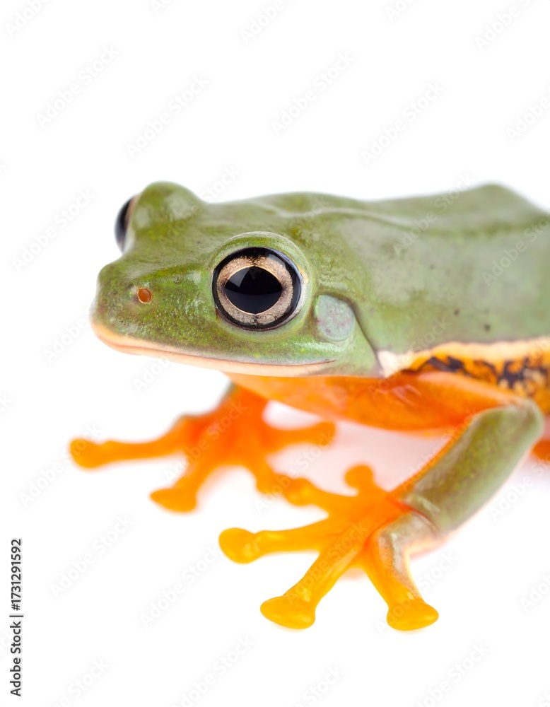 Obraz premium Close-up of a green frog