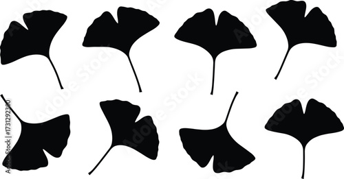 Ginkgo biloba leaf silhouettes, herbal plant vector, nature foliage design, botanical illustration, natural medicine element, eco artwork, organic decoration