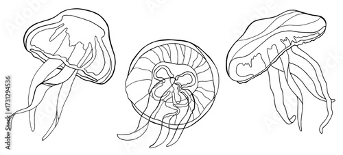 Three line art illustrations of jellyfish, one viewed from the side, one from above, and another from the side showing its tentacles.