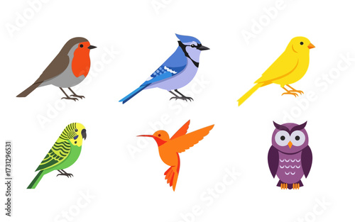 Illustration showing six different types of birds including a robin, blue jay, canary and an owl shown together