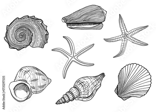 A collection of detailed line art illustrations featuring various seashells and starfish, rendered in a monochrome, graphic style on a white background.