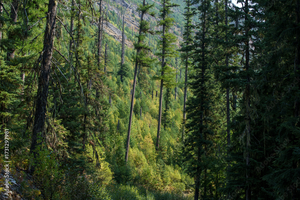 Obraz premium Leigh Lake Trail