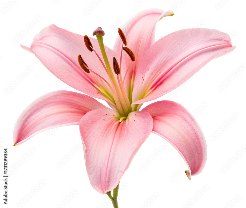 Naklejka premium Beautiful pink lily flower in full bloom isolated on black background for floral decoration art