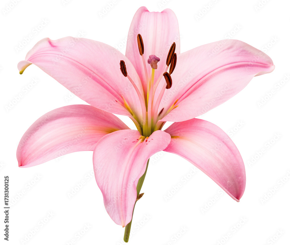 Naklejka premium Exquisite pink lily flower isolated on white background for floral arrangement and decoration