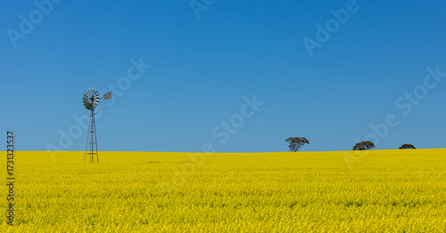 Windmill in flowering canola fields in the Wheatbelt of Western Australia