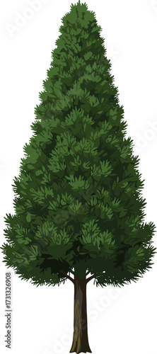 Evergreen conical tree vector, pine shaped illustration, green foliage artwork, botanical forest element, natural outdoor plant, landscape design clipart