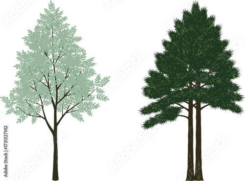 Deciduous tree vector, evergreen pine illustration, botanical nature drawing, green foliage design, natural forest element, outdoor garden artwork, landscape clipart