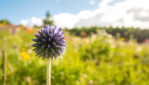 Fototapeta Naklejka Na Ścianę i Meble -  Close-up of a vibrant purple flower in a colorful meadow
