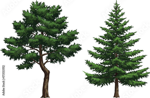 Illustration of deciduous and evergreen trees with detailed green foliage, natural forest plant, outdoor woodland design, botanical nature drawing