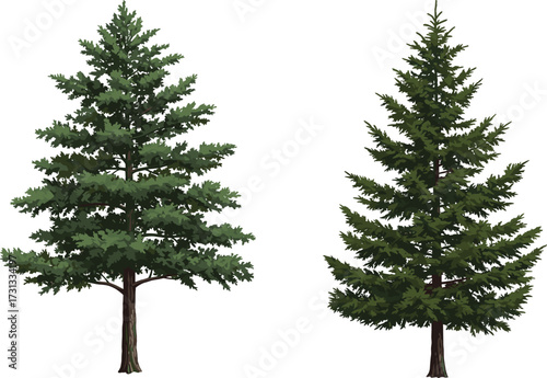 Illustration of tall evergreen pine trees with detailed green foliage, natural forest conifer plant, outdoor woodland design, botanical nature drawing