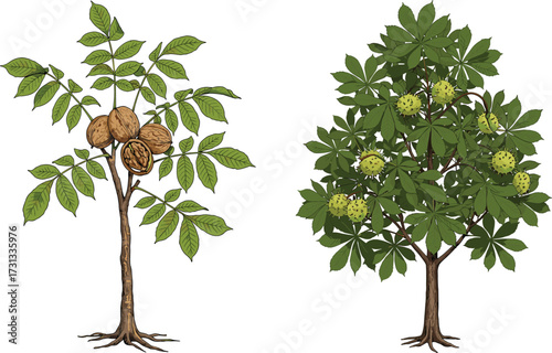 Illustration of walnut tree with nuts and chestnut tree with spiky fruits, green leaves, botanical drawing, natural plant vector design