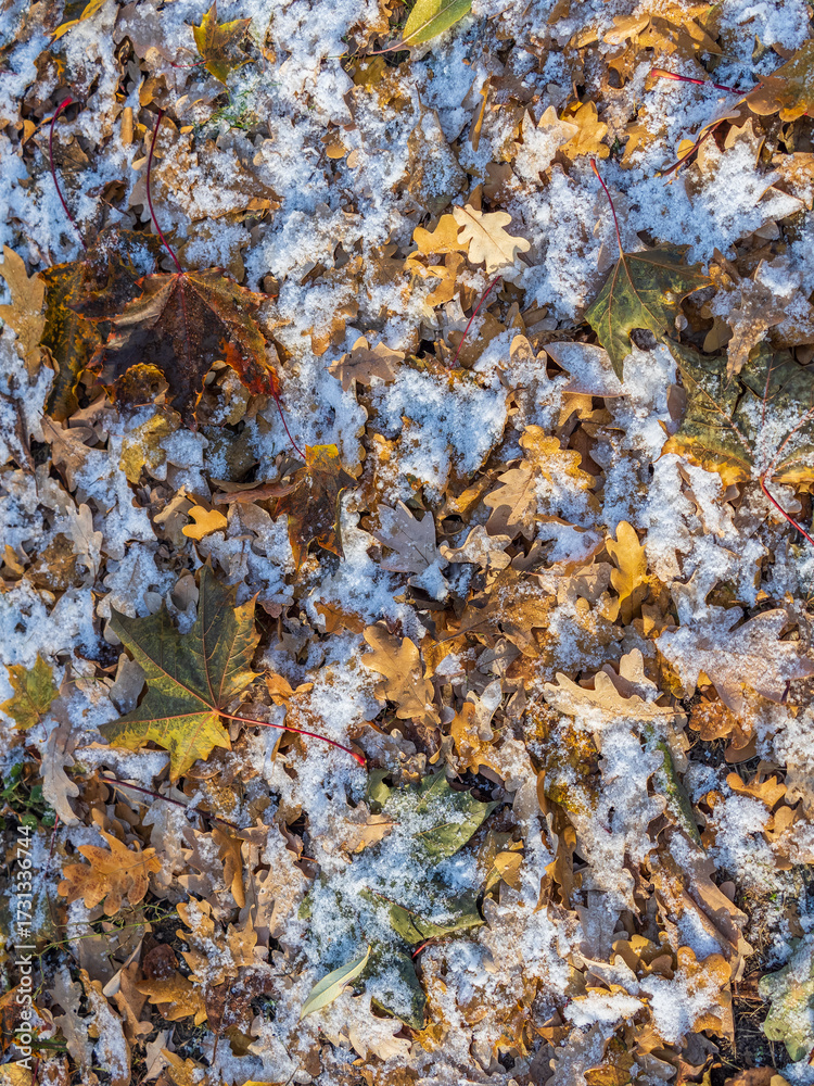Obraz premium First snow on the green grass and fallen leaves in autumn. Yellow and green fallen leaves on the grass with snow.