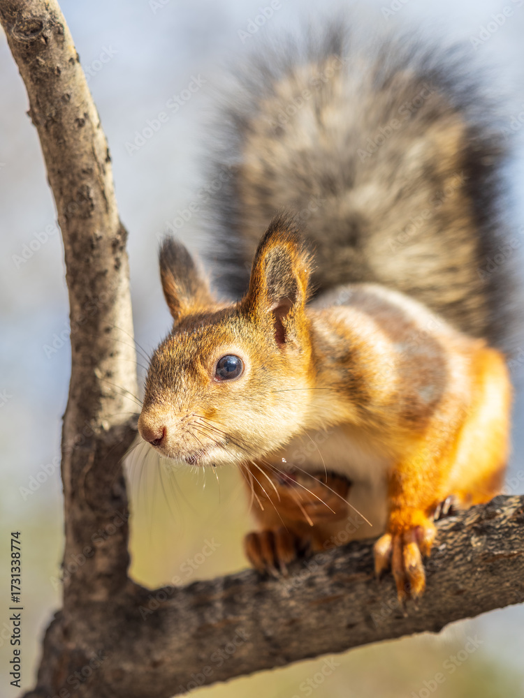 Fototapeta premium Squirrel sits on a branch in Autumn park