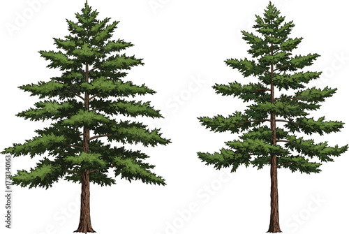 Two tall evergreen pine trees illustration, green conifer forest plants, natural outdoor foliage vector, seasonal botanical tree artwork, nature landscape design