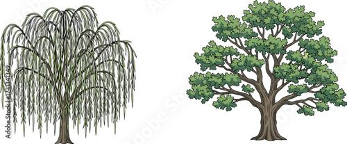 Willow tree illustration, oak tree drawing, green forest nature artwork, natural landscape design, isolated tree clipart, summer woodland plants, botanical background