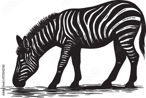 A striking black and white illustration of a zebra drinking water with its head lowered to the surface