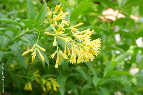 Obraz na plátně Yellow Jessamine flowers spread their fragrance throughout the garden