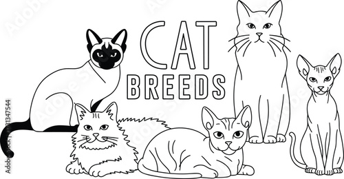 cat breeds vector illustration. Collection of diverse cat breeds, Cute fluffy cats, Maine coon, bobtail, Siamese cat and funny sphynx cat, pedigree breeds pets isolated illustration