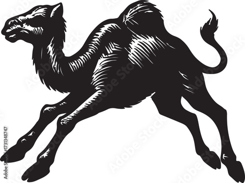Detailed black and white illustration of a dromedary camel walking with its legs splayed in a dynamic pose