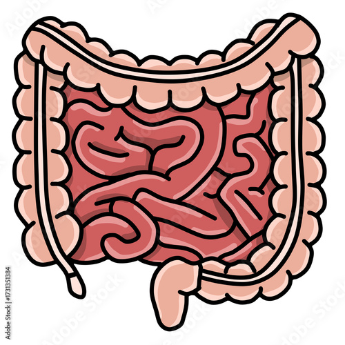 Foto Anatomy of the human intestine