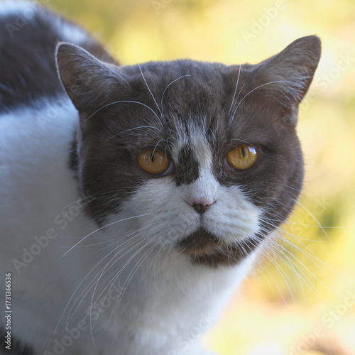 Portrait of a black and white cat on a natural background