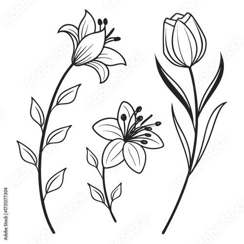 Botanical Trio – Line Bloom Study