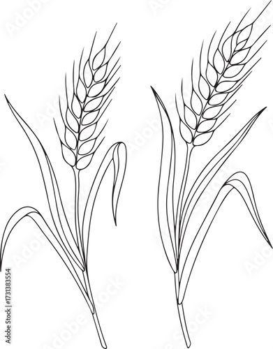 Two stalks of wheat in line art style grain cereal