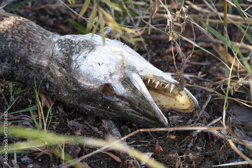 A dead pike decomposing on the shore