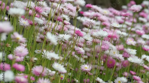 video of multicolour of Paper Daisy Flower in the Garden, Everlasting daisies, paper daisies or strawflowers, Brachyscome genus. Spring background of Australian vibrant of paper daisy flowers bloom