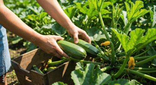 Hands holding zucchini near wooden crate in garden