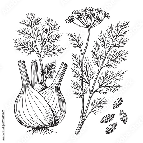 Detailed botanical illustration of fennel bulb, fronds, flower, and seeds, rendered in classic black and white line art.
