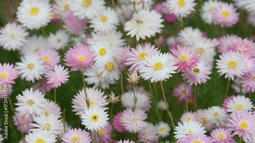 video of multicolour of Paper Daisy Flower in the Garden, Everlasting daisies, paper daisies or strawflowers, Brachyscome genus. Spring background of Australian vibrant of paper daisy flowers bloom