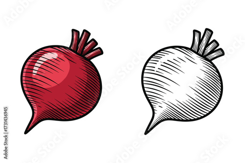 Beetroot Vector Illustration, Red and Black Style, Isolated on White