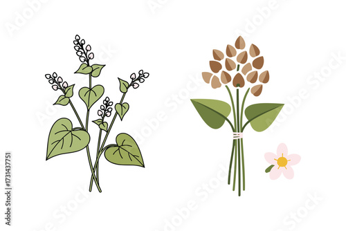 Buckwheat Plant Vector Illustration, Flowers, Leaves, Stems, isolated