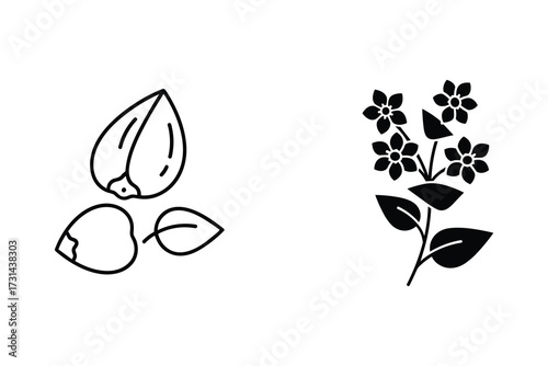 Buckwheat Seeds and Flower Vector Illustration on White