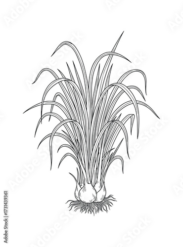 Detailed Line Art Drawing of a Lemongrass Plant with Bulb and Roots Vector