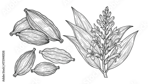 Hand Drawn Cardamom Plant with Pods Vector Illustration