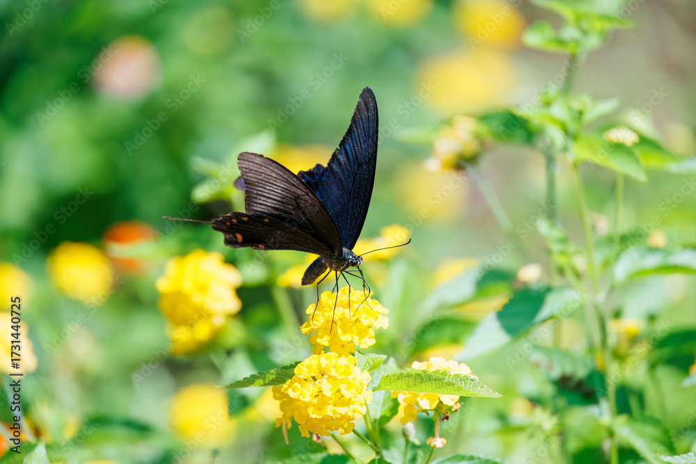 Fototapeta premium 美しいカラスアゲハ(アゲハチョウ科)。 ランタナ(クマツヅラ科)の花の蜜を吸っている。 英名学名:Chinese peacock, Papilio Lantana, Lantana camara 静岡県伊豆半島賀茂郡南伊豆町中木ヒリゾ浜、石廊崎オーシャンパーク-2025年