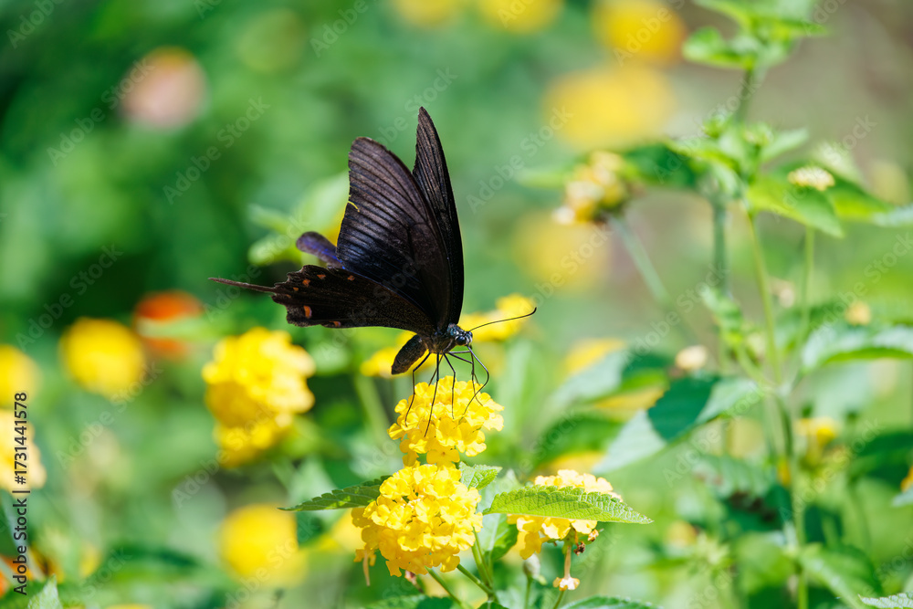 Fototapeta premium 美しいカラスアゲハ（アゲハチョウ科）。 ランタナ（クマツヅラ科）の花の蜜を吸っている。 英名学名：Chinese peacock, Papilio Lantana, Lantana camara 静岡県伊豆半島賀茂郡南伊豆町中木ヒリゾ浜、石廊崎オーシャンパーク-2025年 