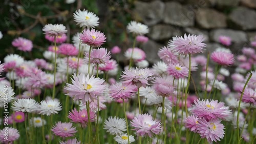 video of multicolour of Paper Daisy Flower in the Garden, Everlasting daisies, paper daisies or strawflowers, Brachyscome genus. Spring background of Australian vibrant of paper daisy flowers bloom