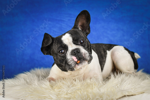 French Bulldog Posing on Faux Fur with Blue Background. A black and white French Bulldog with distinctive facial markings lies on a soft white faux fur rug against a rich blue studio backdrop