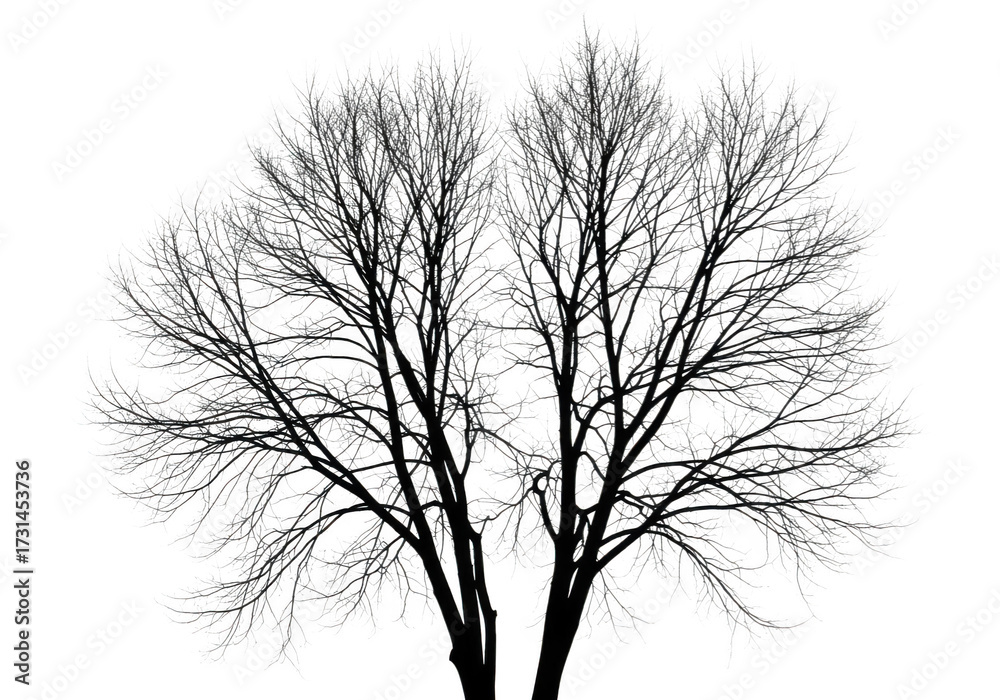 Obraz premium Detailed dark silhouette of a lush evergreen tree isolated on transparent background