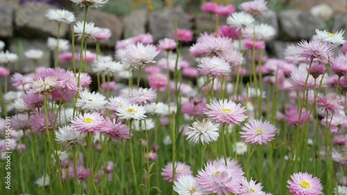 video of multicolour of Paper Daisy Flower in the Garden, Everlasting daisies, paper daisies or strawflowers, Brachyscome genus. Spring background of Australian vibrant of paper daisy flowers bloom