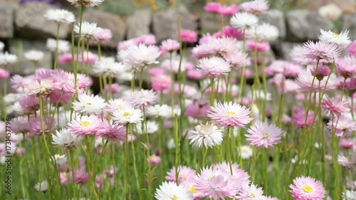 video of multicolour of Paper Daisy Flower in the Garden, Everlasting daisies, paper daisies or strawflowers, Brachyscome genus. Spring background of Australian vibrant of paper daisy flowers bloom
