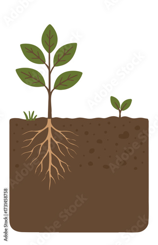 Plant Growing from Soil with Root System Cross Section – Infographic