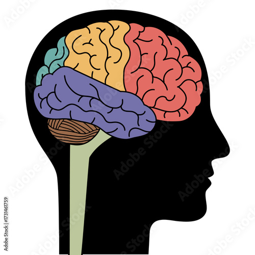 Colorful lobes in a human brain inside a head silhouette. Brain activity and intellectual development concept for education and science.